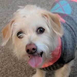 Meet your Posher, Barbara